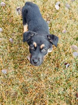 Rescue Mixed Breed Dogs for Adoption in Jackson, Wyoming - Harvest | PetCurious