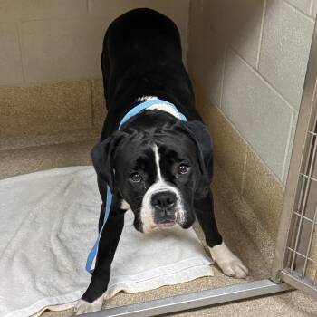 Rescue Boxer Dogs for Adoption in Bristol, Indiana - Marina | PetCurious