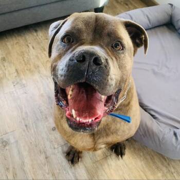 Lambo -  Cane Corso Dog for Adoption in Green Bay, Wisconsin - Lambo | PetCurious