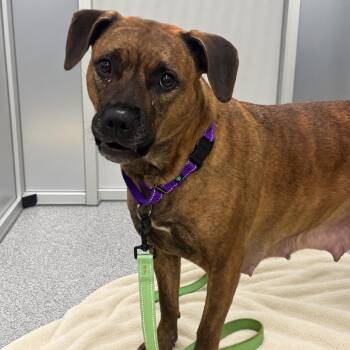 Chocolate -  Mixed Breed Dog for Adoption in Mentor, Ohio - Chocolate | PetCurious