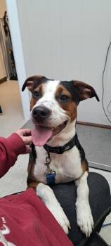 Rescue Australian Shepherd and Pit Bull Terrier Dogs for Adoption in Fayetteville, Tennessee - Jr | PetCurious