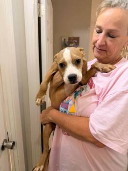 Pretzel -  Pit Bull Terrier Dog for Adoption in Panama City, Florida - Pretzel | PetCurious
