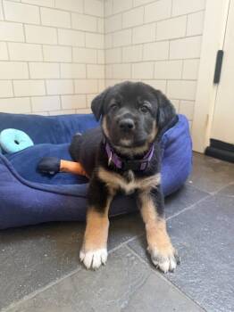 Peyton (Purple) -  German Shepherd Dog Dog for Adoption in Manhattan Beach, California - Peyton (Purple) | PetCurious