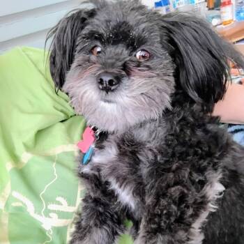 Rescue Shih Tzu Dogs for Adoption in Rochester, Minnesota - Chance | PetCurious
