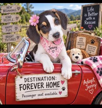Jenny -  Hound Dog for Adoption in Cumming, Georgia - Jenny | PetCurious