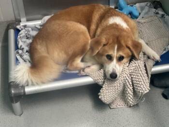 Smiley -  Mixed Breed Dog for Adoption - Smiley | PetCurious