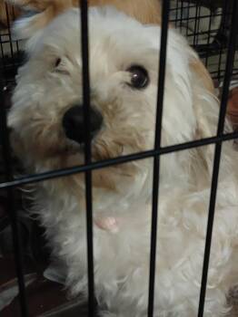 Poodle and Terrier Dogs Available for Adoption in Brownwood, Texas - Woo | PetCurious