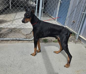 Doberman Pinscher Dogs Available for Adoption - 60670523 | PetCurious