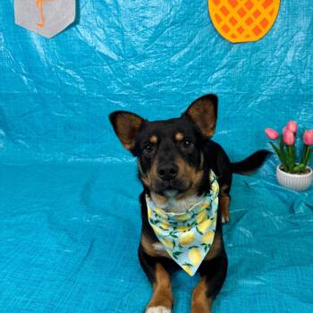 Dachshund and Cardigan Welsh Corgi Dogs Available for Adoption in Fresno, California - Turbo | PetCurious