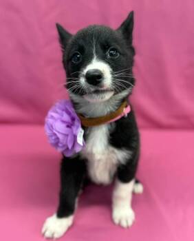 Milk -  Husky and German Shepherd Dog Dog for Adoption in Sedalia, Colorado - Milk | PetCurious