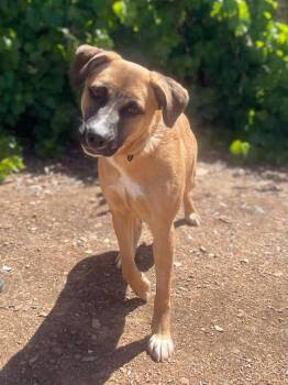 Razzle -  German Shepherd Dog Dog for Adoption in Jamestown, California - Razzle | PetCurious
