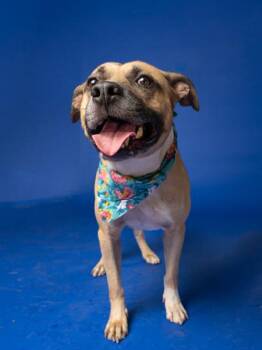 Sammy -  Pit Bull Terrier and Mixed Breed Dog for Adoption in Atlanta, Georgia - Sammy | PetCurious