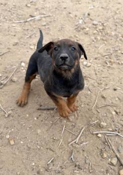 Doberman Pinscher and Mixed Breed Dogs Available for Adoption - Cecil | PetCurious