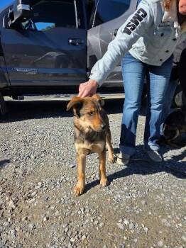 German Shepherd Dog and Mixed Breed Dogs Available for Adoption - River | PetCurious