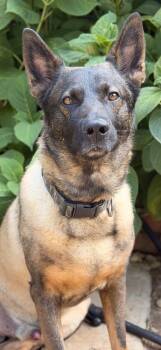 Dexter -  Belgian Shepherd Malinois Dog for Adoption in Pleasant Hill, California - Dexter | PetCurious