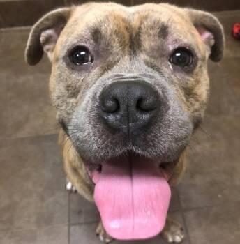 Brutus -  American Bulldog Dog for Adoption in Des Moines, Iowa - Brutus | PetCurious