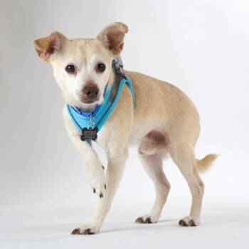 Eddy Grant 14521 -  Terrier and Chihuahua Dog for Adoption in San Francisco, California - Eddy Grant 14521 | PetCurious