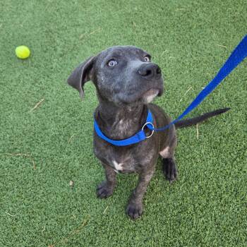 Sterling -  Black Labrador Retriever and Mixed Breed Dog for Adoption in Chattanooga, Tennessee - Sterling | PetCurious