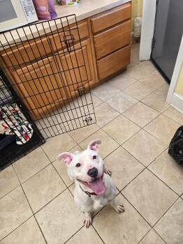 Pit Bull Terrier Dogs Available for Adoption - Kylo | PetCurious