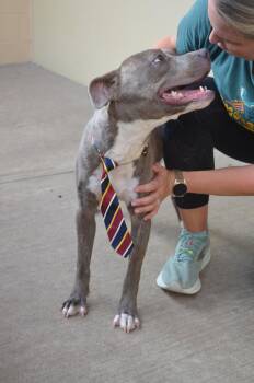 Flint -  Pit Bull Terrier Dog for Adoption in Mckinney, Texas - Flint | PetCurious