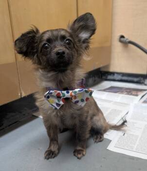 Cyrus -  Chihuahua and Mixed Breed Dog for Adoption in Warren, Michigan - Cyrus | PetCurious