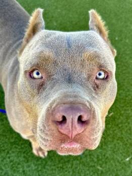 Maggie -  Mixed Breed Dog for Adoption in Wichita, Kansas - Maggie | PetCurious