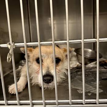 Terrier Dogs Available for Adoption in Northbrook, Illinois - Max | PetCurious