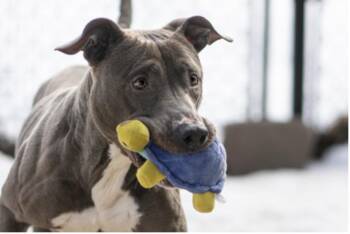 Mississippi -  Mixed Breed Dog for Adoption in Terre Haute, Indiana - Mississippi | PetCurious
