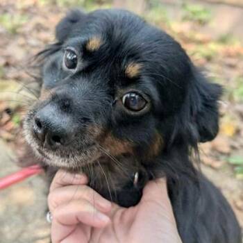Cherish -  Shetland Sheepdog Sheltie and Mixed Breed Dog for Adoption in Elk Grove Village, Illinois - Cherish | PetCurious