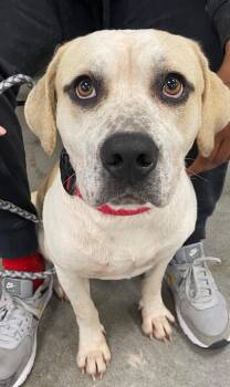 Yellow Labrador Retriever and Beagle Dogs Available for Adoption in Laplace, Louisiana - Jeff | PetCurious
