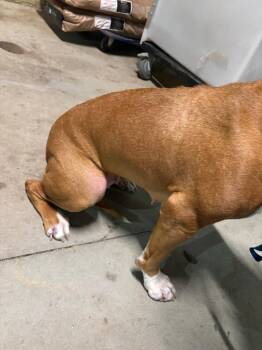 Pit Bull Terrier Dogs Available for Adoption - Maroney Rush | PetCurious