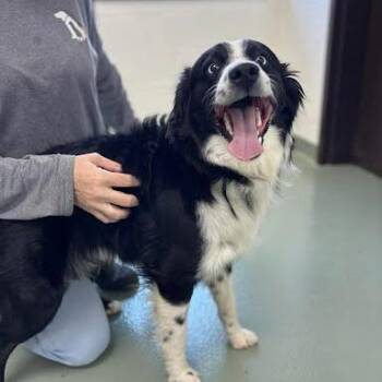 Border Collie Dogs Available for Adoption in Lyndhurst, Virginia - SVAS-Stray-38541 | PetCurious