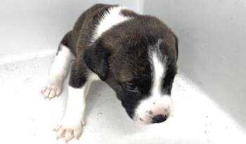 Pit Bull Terrier and Mixed Breed Dogs Available for Adoption in Houston, Texas - EEYORE | PetCurious
