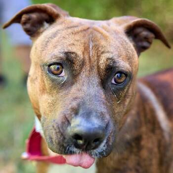 Rescue Terrier Dogs for Adoption in Springfield, Missouri - Destiny | PetCurious