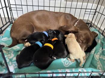 Dachshund Dogs Available for Adoption in Spokane, Washington - Eden | PetCurious