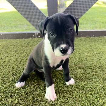 Rescue Mixed Breed Dogs for Adoption in Loxahatchee Groves, Florida - Pup 2 | PetCurious