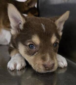 Shepherd and Husky Dogs Available for Adoption - 60784967 | PetCurious