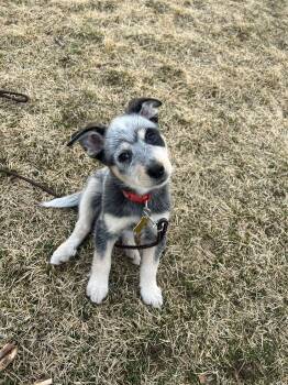 Cattle Dog Dogs Available for Adoption - Baby Billy | PetCurious