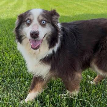 Raven arrived 7/16/2026 -  Australian Shepherd Dog for Adoption in Ada, Minnesota - Raven Arrived 7/16/2026 | PetCurious