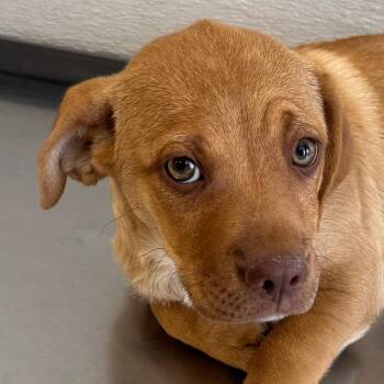107575 -  Mixed Breed Dog for Adoption in Las Cruces, New Mexico - 107575 | PetCurious
