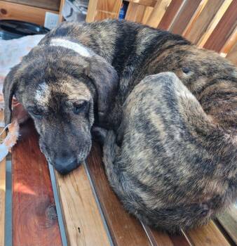 Mixed Breed Dogs Available for Adoption - Little Bit 3 | PetCurious