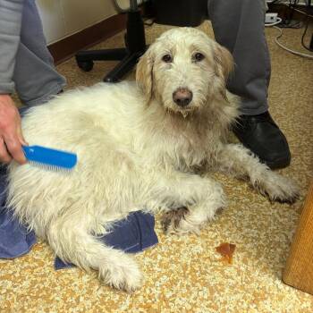 Standard Poodle and Great Pyrenees Dogs Available for Adoption in Chehalis, Washington - Armstrong | PetCurious