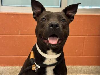 OATMEAL -  Pit Bull Terrier and Mixed Breed Dog for Adoption in Colorado Springs, Colorado - OATMEAL | PetCurious