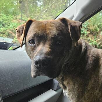 Pit Bull Terrier and Mixed Breed Dogs Available for Adoption in Oakville, Washington - Beau | PetCurious