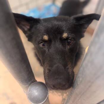 German Shepherd Dog Dogs Available for Adoption - Wolfe | PetCurious