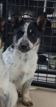 Australian Cattle Dog Blue Heeler and Border Collie Dogs Available for Adoption - Janet | PetCurious