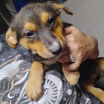 Ferry -  Mixed Breed Dog for Adoption in Tacoma, Washington - Ferry | PetCurious