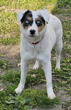 Rescue Australian Shepherd Dogs for Adoption in Fishers, Indiana - Hannah | PetCurious