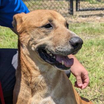 GOALIE -  German Shepherd Dog and Staffordshire Bull Terrier Dog for Adoption in Houston, Texas - GOALIE | PetCurious