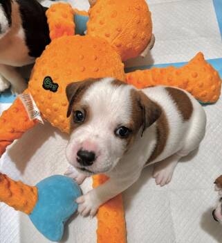 Prince -  Hound and Pit Bull Terrier Dog for Adoption in Princeton, Massachusetts - Prince | PetCurious
